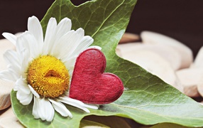 Белая ромашка с красным сердцем на листе