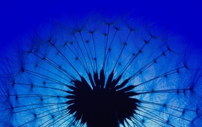 Белый одуванчик на фоне голубого неба в сумерках