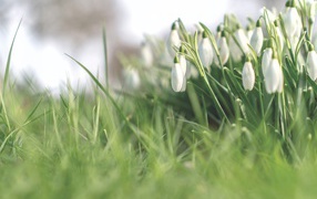 Белые нежные весенние цветы подснежники 
