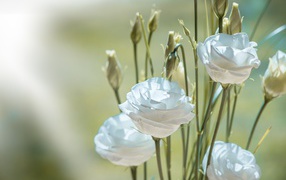 Белые цветы эустома с бутонами крупным планом