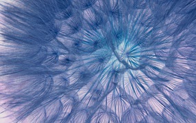 Белый отцветший одуванчик крупным планом