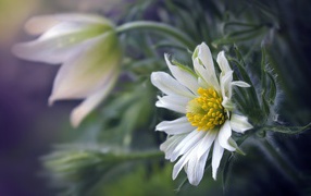 Белые цветы прострела с зелеными листьями