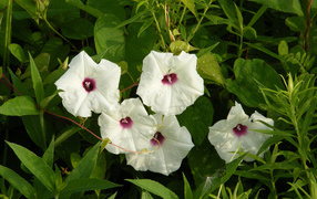 Белые цветы ипомеи в зеленых листьях 