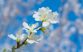 Белые цветы на ветке дерева на фоне неба