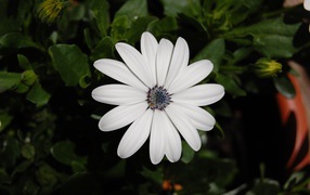 Белый цветок остеоспермум с бутонами 