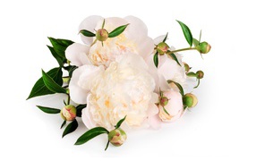 Белые пионы с бутонами на белом фоне
