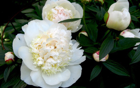 Белые цветы пиона с бутонами в зеленых листьях