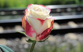 Белая роза с розовыми лепестками крупным планом