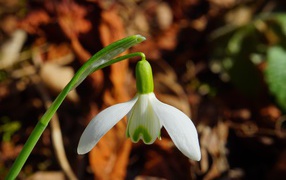 Белый цветок подснежника крупным планом 