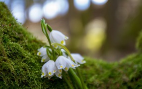 Белые цветы подснежника лежат на зеленом мху 