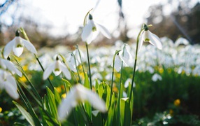 Белые цветы подснежника на поле 