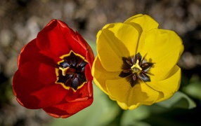 Желтый и красный тюльпаны в лучах солнца 