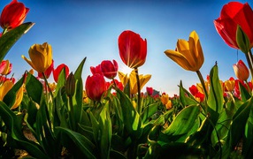 Желтые и красные тюльпаны в лучах солнца на фоне голубого неба 