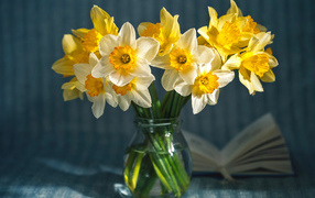 Желтые и белые нарциссы в стеклянной банке на столе 