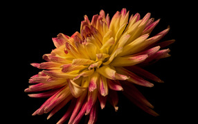 Желтая георгина с розовыми концами на лепестках на черном фоне