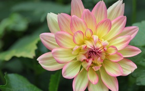 Желтая георгина с розовыми лепестками 