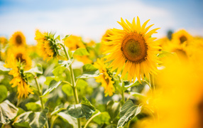 Желтые лепестки подсолнухов в лучах яркого солнца
