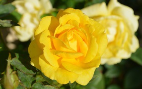 Желтые розы крупным планом на клумбе 