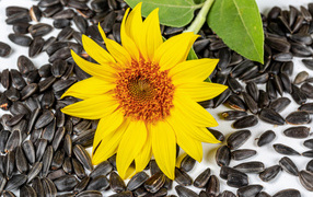 Желтый цветок подсолнуха с семечками