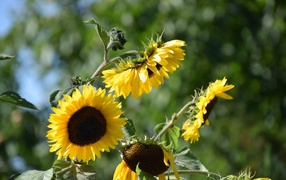 Желтые цветы подсолнуха в лучах солнца 