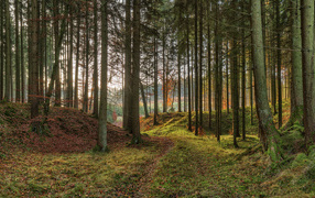 Хвойный лес в лучах солнца, Германия 