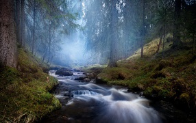Fast stream in the coniferous forest in the fog