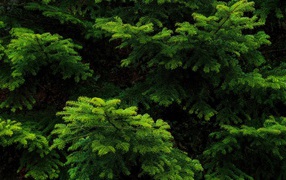 Green spruce branches close up