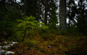 Little spruce in the coniferous forest
