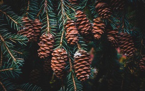 Many cones on a branch of green spruce