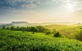 Туман окутал зеленые заросли леса на рассвете