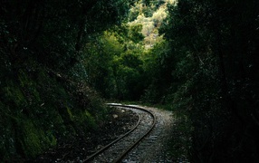 Railway rails in the forest