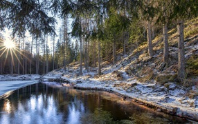 Riverbanks in a pine forest covered in frost