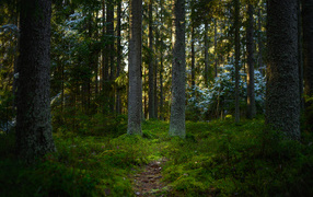 Высокие сосны в лесу покрытом мхом 