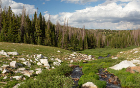 The stream flows down the stones against the background of a coniferous forest