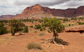 Trees grow on dry ground with mountains in the background
