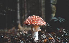 Красный гриб мухомор в холодном осеннем лесу 