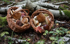 Лесные грибы в корзинках на земле