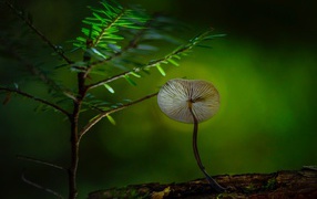 Маленький гриб поганка растет на сухом дереве 