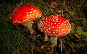 Два больших красивых красных мухомора в траве