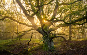 Большое старое дерево в лучах солнца 