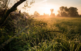 Кружевная паутина на дереве в лучах солнца