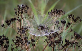 Openwork spider web on a dill umbrella
