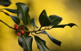 Красные ягоды на ветке с зелеными листьями