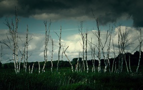 Тонкие березы под грозовым небом 