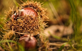 Колючие лесные орехи лежат на земле 