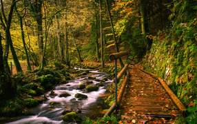 Wooden bridge by the stream in the autumn forest