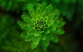 Красивое зеленое растение папоротник крупным планом