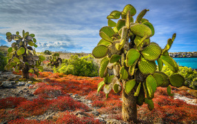 Большой колючий зеленый кактус на берегу моря