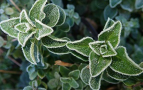 Покрытые инеем зеленые растения