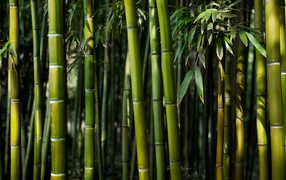 Green bamboo stems close up